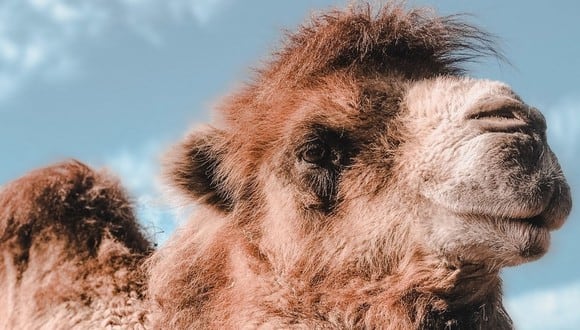 Los camellos y los dromedarios son comúnmente confundidos. El primero tiene dos jorobas, mientras que el segundo solo una. (Foto referencial - Pexels)