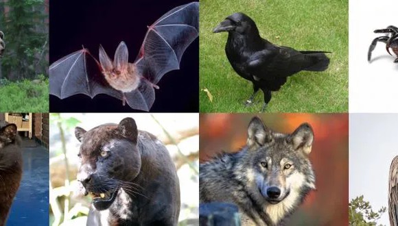 Conoce tu lado ‘dark’ en este test de personalidad viral: escoge un animal sin titubear. (Foto: Internet)