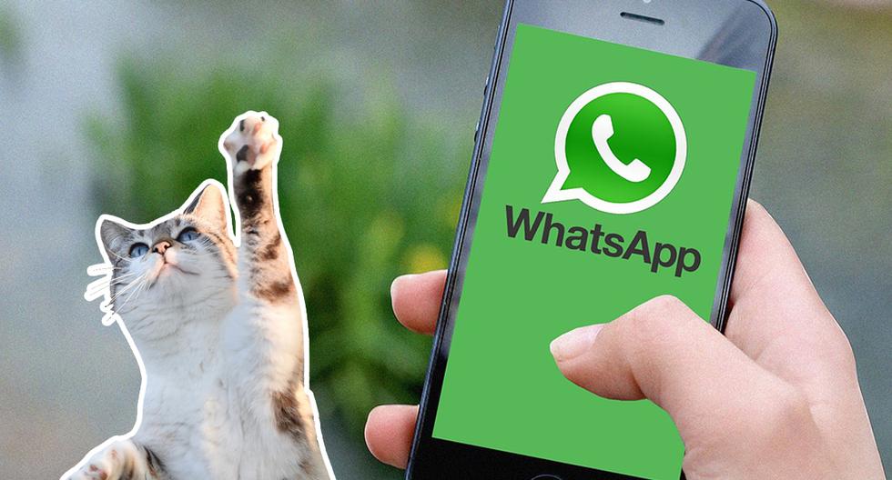 WhatsApp: una guida alla creazione di adesivi per i tuoi animali domestici con iOS 16 |  cani |  Gatti |  Applicazioni |  nnda |  nnni |  Gioca a DEPOR