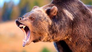 ¡Casi lo atrapa! Un oso pardo persigue a un oso negro hasta la cima de un árbol en increíble video