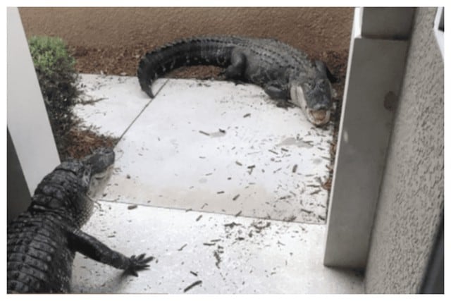 Los reptiles luchaban a muerte fuera de la casa de los ancianos. (Foto: Facebook de Wink News)