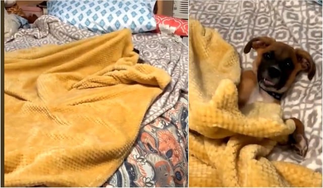 Perro es sensación en TikTok por cubrirse con su manta antes de dormir. (Foto: Captura)