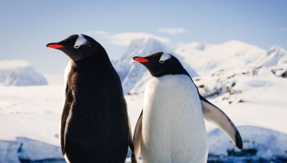Reto visual: ¿eres de capaz de encontrar el foco entre los pingüinos de la imagen? Tienes 5 segundos (Foto: Genial.Guru).