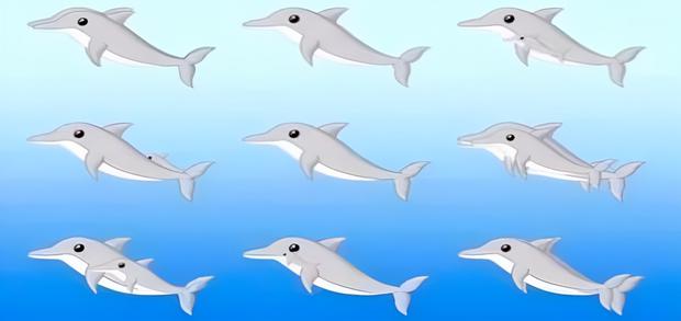 The number of dolphins you can count in this visual test will reveal your mental age (Photo: Bright Side).
