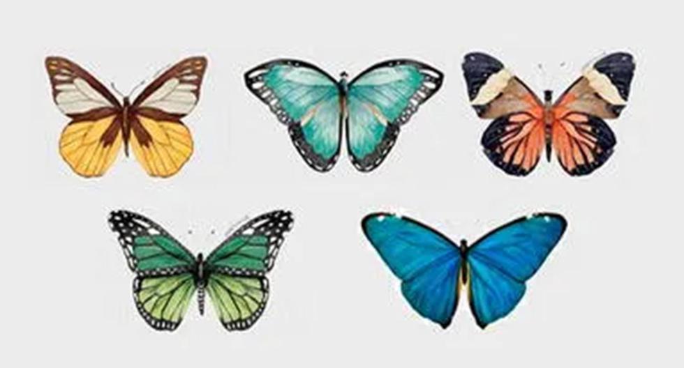 ▷ Wybierz motyla, który najbardziej Ci się podoba i zobacz, czy boisz się zaangażowania |  Meksyk