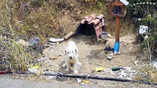 ‘Hachiko de Nafpaktia’: el perrito que esperó a su dueño que murió hace más de dos años