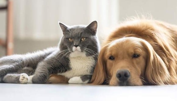 Conoce si te convienen más un perro o un gato para ti y tu familia. (Agencias)