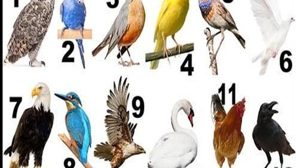 ¿Sabías que el mes en que naciste puede estar relacionado con tu personalidad? Según la tradición, cada mes tiene un pájaro asociado que simboliza diferentes características y cualidades.
