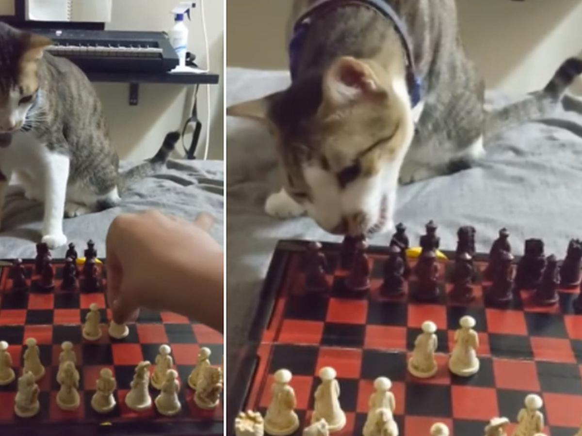 Petlove entrevista mãe de gato que viralizou brincando de jogo da velha