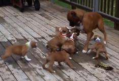 El gracioso momento en que varios cachorros hambrientos confunden a su padre con su madre