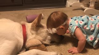 La tierna reacción que tuvo un perro al recibir los besos de una bebé