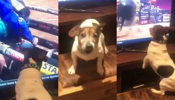 Un video viral muestra cómo un perro expresa su enfado cada vez que lo interrumpen cuando ve su programa favorito en televisión. | Crédito: Dale Brisby / Facebook.