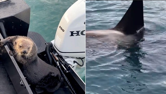 Video viral: una indefensa nutria escapa de una orca subiéndose a un barco. [FOTOS]
