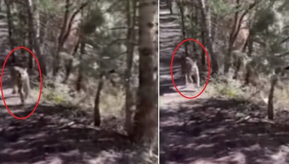 Un hombre se llevó el susto de su vida luego que un puma lo persiguiera por un sendero. (Foto: FOX 13 News Utah / YouTube)