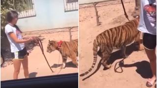 Como si fuera un perrito: una joven es captada paseando a un tigre con total normalidad