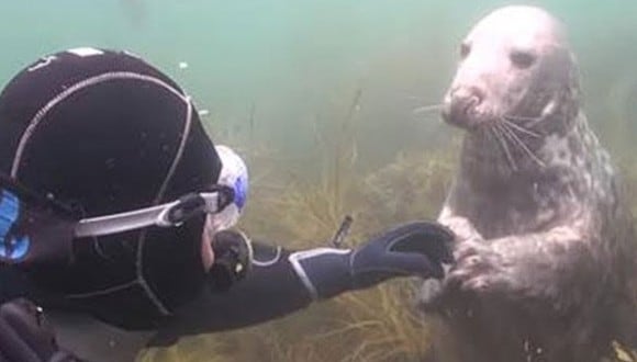 El insólito pedido de una foca tras acercarse a un buzo. (Foto: HISTORIAS / YouTube)