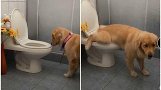 ¡Asombroso! El video del perro que usa el baño y es viral de TikTok