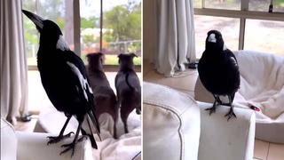 Video viral: cuervo sorprende a su dueño al ladrar como perro