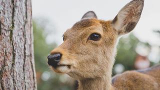 Venado se salvó de milagro de ser devorado por una boa constrictora