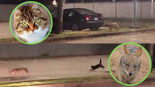 Gato se transforma en “puma” para perseguir y ahuyentar a coyote de un estacionamiento