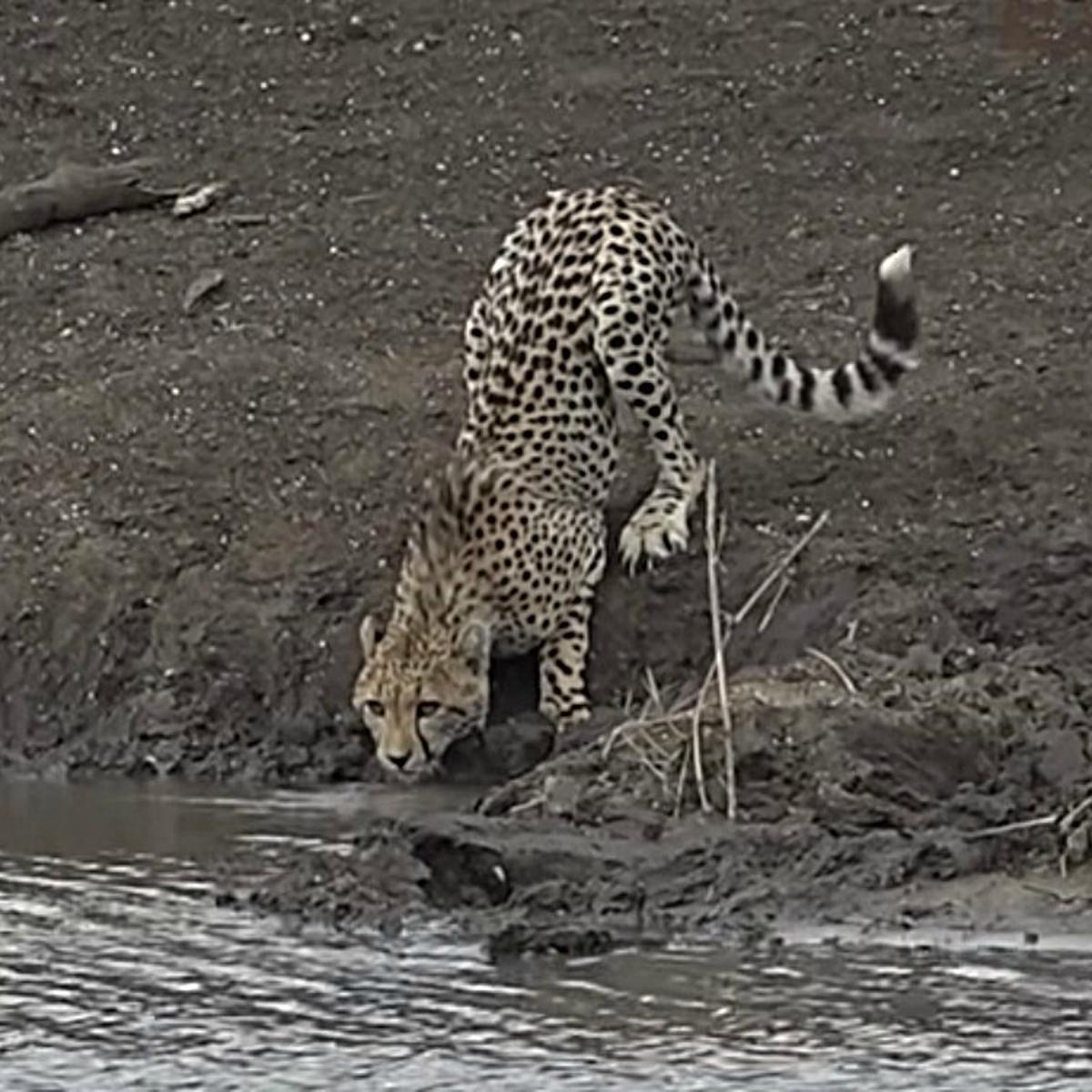 Un guepardo intentó saciar su sed, sin darse cuenta que un cocodrilo lo  miraba atentamente | Video viral | OFF-SIDE | DEPOR