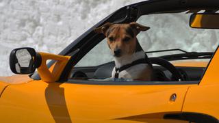 Policías descubren a perro detrás del volante de auto al que persiguieron a toda velocidad