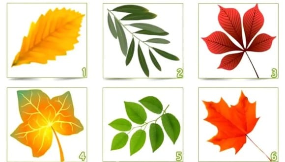 TEST VISUAL | En esta imagen se aprecian bastantes hojas. Tienes que seleccionar una. (Foto: namastest.net)