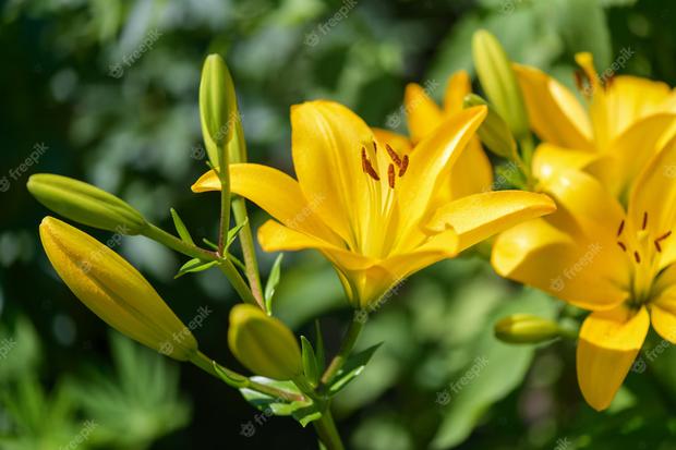 Lilies are a perfect option to give yellow flowers (Photo: Freepik)