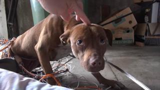 Un perro callejero es acariciado por primera vez en su vida y su reacción sorprende a los rescatistas