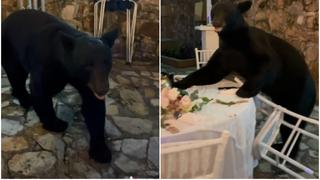 Un oso interrumpe una boda: aterrador video se vuelve viral en redes sociales