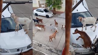 Un rebaño de cabras invade las calles y daña varios autos en Argentina
