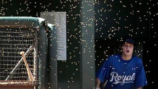 YouTube: partido de la MLB fue invadido por enjambre de abejas (FOTOS)