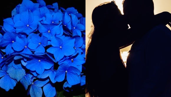 Este martes 3 de octubre se celebra el Día del Novio en Chile, una fecha especial para celebrar el amor y la unión de la pareja. En esta fecha, es tradición regalar flores azules, un símbolo de amor, lealtad y confianza. | Crédito: Pixabay / Pexels