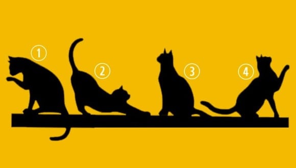 TEST VISUAL | En esta imagen se aprecian muchos gatos. Tienes que elegir uno. (Foto: namastest.net)