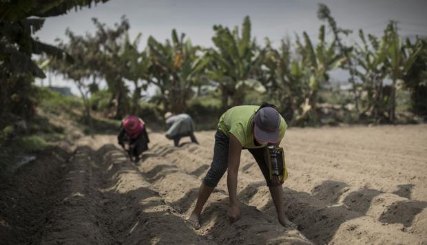 En el Perú muchas personas se dedican a la agricultura. (Foto: GEC)