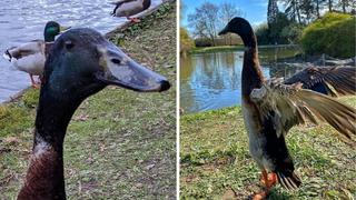 Un pato se está volviendo cada más popular debido a su inusual (e intimidante) tamaño