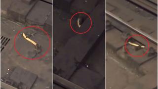 Insólito: ratas de Nueva York pelean por un churro y escena es viral en todo el mundo [VIDEO]