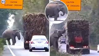 Video viral: Elefante detiene vehículos para ‘robar’ caña de azúcar