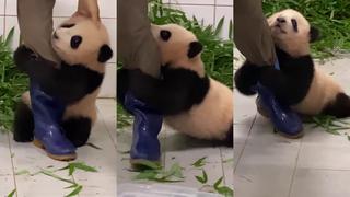 ¡Ternura al máximo! El video viral de un oso panda bebé aferrándose a la pierna de su cuidador