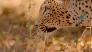Leopardo invade patio de una casa y ataca a perrito durante la cuarentena