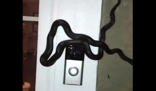 Enorme serpiente tocó el timbre de una casa en Estados Unidos. (Fotos: ABC)