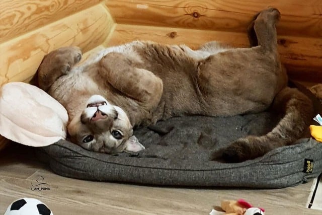 Pese a su tamaño considerable y sus 40 kilos de peso, el animal tiene un temperamento calmado pero no se lleva bien con la otra mascota de la peculiar pareja. (Foto: @l_am_puma en Instagram)