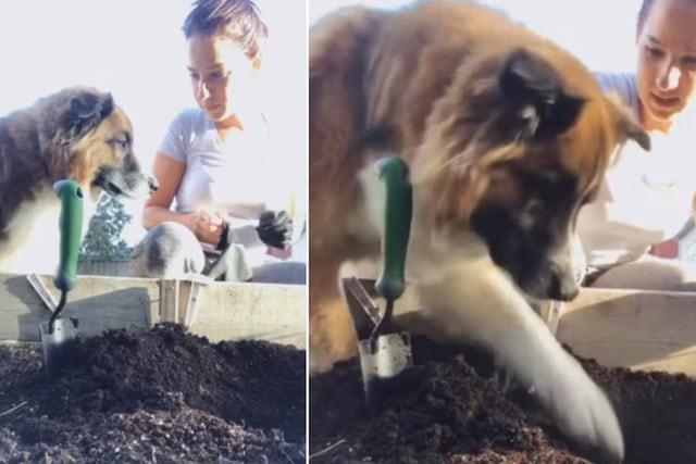 El perro no quiso quedarse sin hacer nada y ayudó a su dueña a cultivar un huerto. (YouTube: ViralHog)