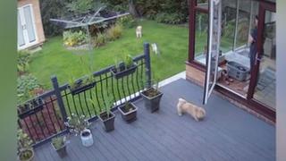 No aguanta pulgas: gato correteó a perros para que entren a su casa tras desobedecer a su dueña [VIDEO]