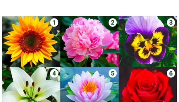 TEST VISUAL | En esta imagen hay muchas flores. Indica cuál es la que más te gusta. (Foto: namastest.net)