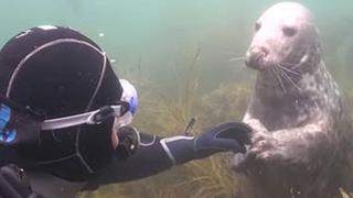 Un buzo no entiende lo que quiere una foca, pero el animal toma su mano y lo sorprende con inusual pedido