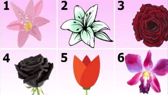 TEST VISUAL | En esta imagen hay muchas flores diferentes. Indica cuál es la que más te gusta. (Foto: namastest.net)