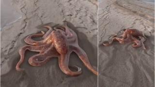 ¿Real o fake? Pulpo ‘corre’ por la playa e imágenes remecen TikTok y las redes sociales [VIDEO]