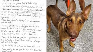 La triste nota hallada junto a un perro que fue abandonado en la calle y atado a un árbol