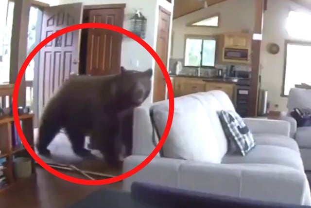 FOTO 1 DE 5 | Un video viral muestra cómo un oso rompió una puerta e irrumpió en una casa de Estados Unidos. | Crédito: @priestas en Twitter. (Desliza a la izquierda para ver más fotos)